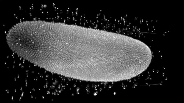 Virtual Reality glasses with microscopy images