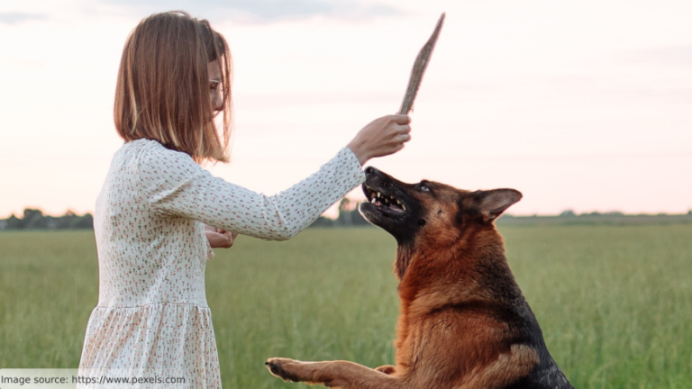 VRDogs – Ways to Treat Anxiety Disorders with Immersive Simulations