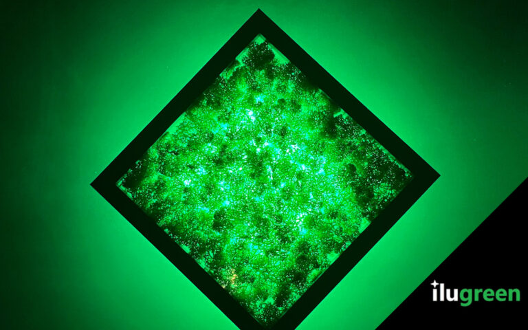 ilugreen – Innovative Moosbilder mit Licht