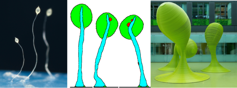 Morpheus: Science for Life and Art