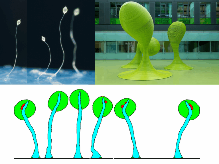 Bits for Biology – Simulating the Development of an Organism